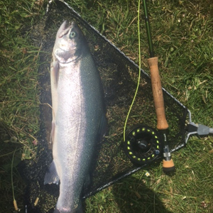 Nice 5lb Blue caught with a gold head nymph on 24.06.2017 by Lee B.