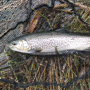 A full house in a three hour session! 
4lb Brown, a Tiger, 3.5lb Spartic and a 3lb Rainbow all taken on damsels.