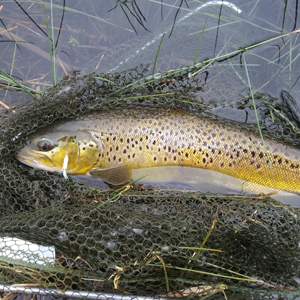 Brown trout 3.5lb, caught 12.03.18, on fry pattern, deep