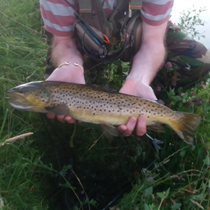Two nice brown trouts taken by Gerry on 21st and 22nd of July on a suspender buzzer and returned to fight another day.