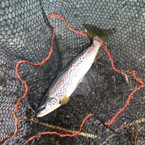 2 Brown Trouts and one Tiger caught by Marc S. on 17.03.2018 on a green nymph