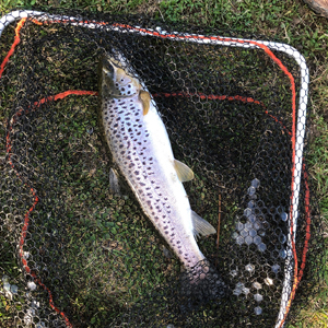 2 Brown Trouts and one Tiger caught by Marc S. on 17.03.2018 on a green nymph